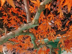 -荷塘秋月·本帮江浙菜(国权路店)