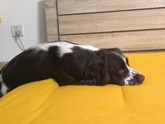 -瑞派福兴宠物医院犬猫全科·骨科·中西医结合(河东店)