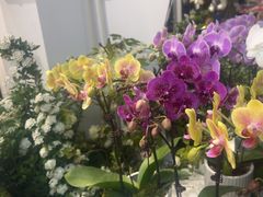 -FEI FEI FLOWER鲜花店·气球派对·宝宝宴布置(虹口德必运动Loft店)