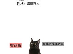 -Bastet sally猫舍购宠(静安店)