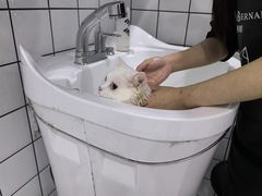 -BABIT巴比特宠物(MOMOPARK店)