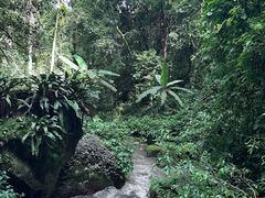 -莫里热带雨林景区