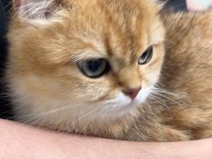 -动物缘宠物医院·骨科·猫科(西二环店)