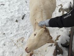 -中旅松花湖滑雪场