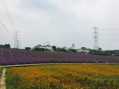 -紫颐香薰山谷景区