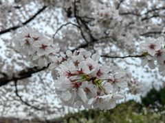 -嘉定紫藤园