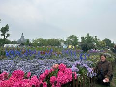 -荷兰花海