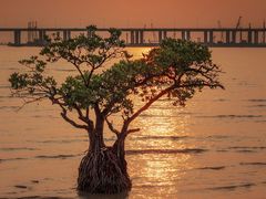 -宝安西湾红树林湿地公园