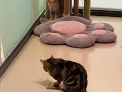 -三花喵·撸猫购宠·宠物生活馆(虹桥南丰城店)