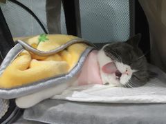 -纳吉亚猫专科动物医院·北北分院