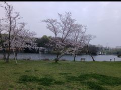 -上海共青森林公园