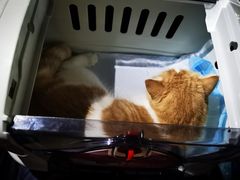 -老吴的猫·猫舍(新区店)