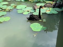 -长兴太湖图影湿地文化园