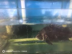 -阿弟特色海鲜餐厅·大排档(平潭店)