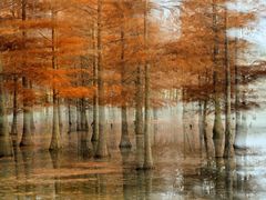 -白鹭湾湿地公园