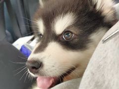 -翊宠yipet猫狗购宠庄园犬舍•猫舍