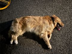 -爱侣宠医·鹦鹉专科·小型哺乳类·异宠专科(灵石路店)