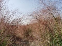 -映月湖中央公园