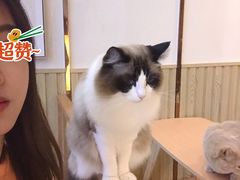 -Catmate·猫肥家润(金润铂宫店)