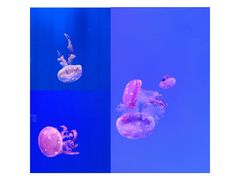 -福州罗源湾海洋世界旅游区