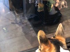 -百好乐宠物友好餐厅(朝外大街店)