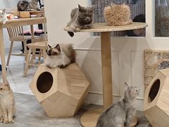 -楼上猫咖(罗湖店)