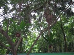 -广西壮族自治区药用植物园