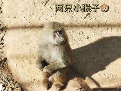 -大连森林动物园