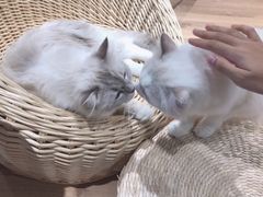 -瞄一喵猫咖(格力海岸店)
