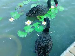 -明珠湖天鹅苑·农家菜馆