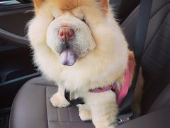 -PETKIT小佩宠物(古北店)