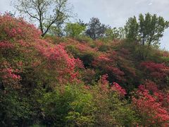 -木兰云雾山