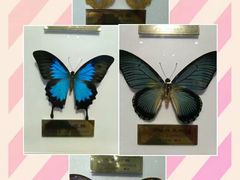 -上海昆虫博物馆