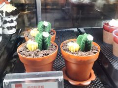 多肉杯蛋糕-85度C(苏州石路店)