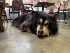 -more than meow吴止猫主题餐厅(承德 中船汇店)