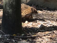 -费瑟代尔野生动物园