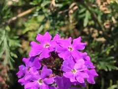 -千年银杏谷文化旅游区
