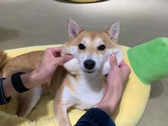 -逗柴咖啡屋·狗咖猫咖宠物桌游