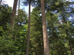 -五营红松林海景区