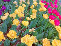 -洛阳郁金香牡丹园