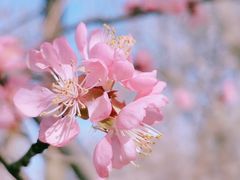 -桃花堤公园