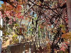 -丽泽山庄·生态怀柔菜·虹鳟鱼(红螺寺店)