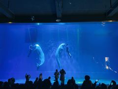 -芜湖新华联大白鲸海洋公园