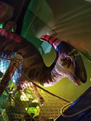 -恐龙探索乐园(磁器口店)