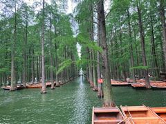 -渌洋湖湿地公园