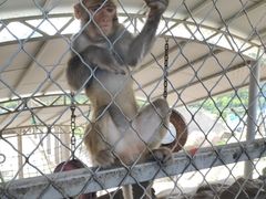 -西霞口神雕山野生动物世界