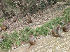 -苏州上方山国家森林公园