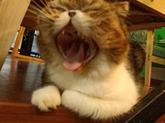 -李小姐の猫咖啡馆(五角场店)
