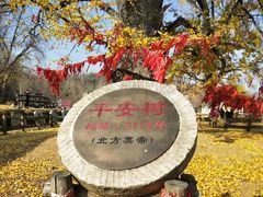 -千年银杏谷文化旅游区