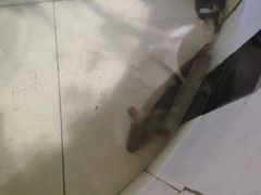 -洱海鱼湾白族农家菜